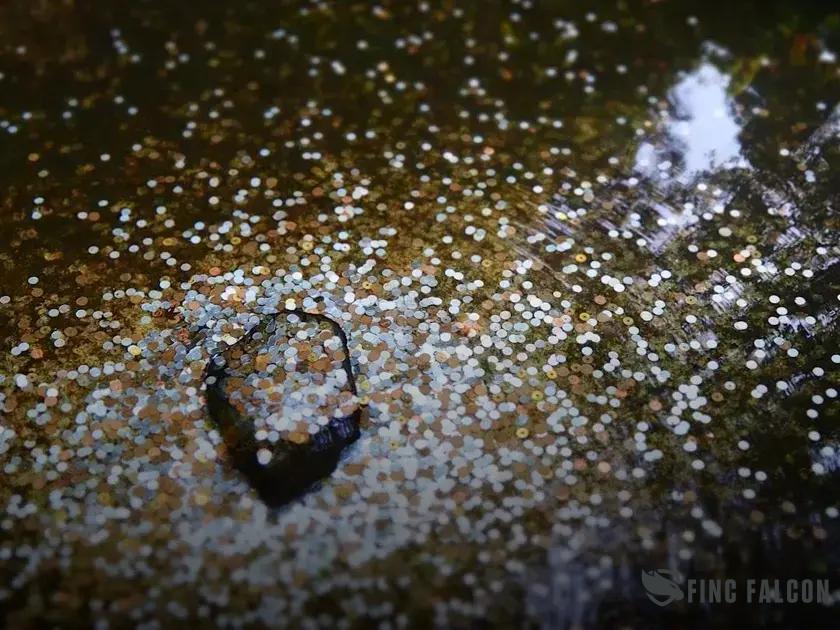 Is It Cheaper to Rent or Buy? Discover the Truth